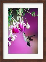 Ruby-Throated Hummingbird Near Hybrid Fuchsia Fine Art Print