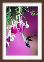 Ruby-Throated Hummingbird Near Hybrid Fuchsia Fine Art Print