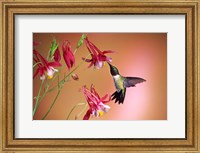 Ruby-Throated Hummingbird On Crimson Star Columbine Fine Art Print