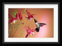 Ruby-Throated Hummingbird On Crimson Star Columbine Fine Art Print