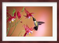 Ruby-Throated Hummingbird On Crimson Star Columbine Fine Art Print