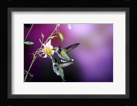 Ruby-Throated Hummingbird Females At Mckana Hybrid Columbine, Shelby County, Illinois Fine Art Print