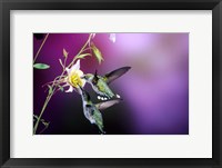 Ruby-Throated Hummingbird Females At Mckana Hybrid Columbine, Shelby County, Illinois Fine Art Print