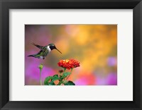 Ruby-Throated Hummingbird At Dallas Red Lantana Fine Art Print