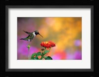 Ruby-Throated Hummingbird At Dallas Red Lantana Fine Art Print