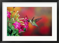 Ruby-Throated Hummingbird At Hummingbird Rose Pink Nicotiana Fine Art Print