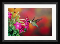 Ruby-Throated Hummingbird At Hummingbird Rose Pink Nicotiana Fine Art Print