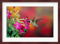 Ruby-Throated Hummingbird At Hummingbird Rose Pink Nicotiana Fine Art Print