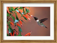 Ruby-Throated Hummingbird At Cigar Plant Fine Art Print
