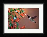 Ruby-Throated Hummingbird At Cigar Plant Fine Art Print