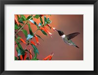Ruby-Throated Hummingbird At Cigar Plant Fine Art Print