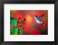Ruby-Throated Hummingbird On Scarlet Sage Fine Art Print