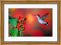 Ruby-Throated Hummingbird On Scarlet Sage Fine Art Print