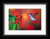 Ruby-Throated Hummingbird On Scarlet Sage Fine Art Print