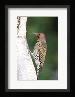 Northern Flicker On A Birch Tree Fine Art Print