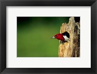 Red-Headed Woodpecker In Nest Cavity, Illinois Fine Art Print
