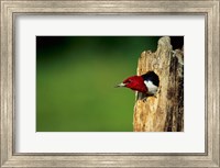 Red-Headed Woodpecker In Nest Cavity, Illinois Fine Art Print