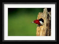 Red-Headed Woodpecker In Nest Cavity, Illinois Fine Art Print