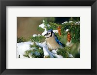 Blue Jay In Winter Spruce Tree Fine Art Print