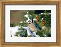 Blue Jay In Winter Spruce Tree Fine Art Print