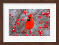Northern Cardinal In Common Winterberry Bush Fine Art Print