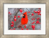 Northern Cardinal In Common Winterberry Bush Fine Art Print