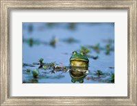 American Bullfrog In The Wetlands Fine Art Print