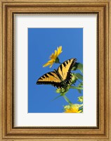 Eastern Tiger Swallowtails On A Cup Plant Fine Art Print