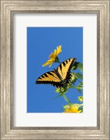 Eastern Tiger Swallowtails On A Cup Plant Fine Art Print
