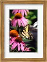 Eastern Tiger Swallowtail On A Purple Coneflower Fine Art Print
