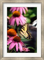 Eastern Tiger Swallowtail On A Purple Coneflower Fine Art Print