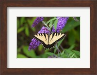 Eastern Tiger Swallowtail On Butterfly Bush Fine Art Print