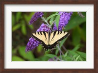 Eastern Tiger Swallowtail On Butterfly Bush Fine Art Print