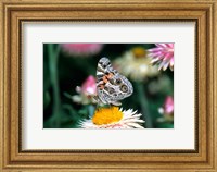 American Lady Butterfly On An Outback Paper Daisy Fine Art Print