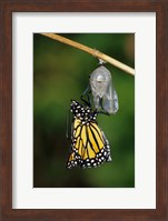 Monarch During Emergence Fine Art Print