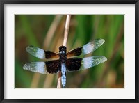 Widow Skimmer Fine Art Print