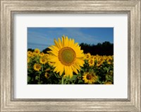 Common Sunflower Field, Illinois Fine Art Print