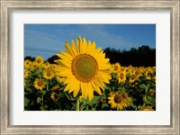 Common Sunflower Field, Illinois Fine Art Print