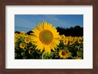 Common Sunflower Field, Illinois Fine Art Print