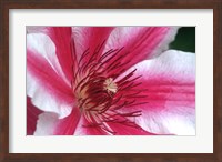 Carnaby Clematis Flower, Marion County, Illinois Fine Art Print