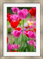 Pink And Red Tulips, Cantigny Park, Wheaton, Illinois Fine Art Print