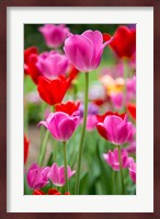 Pink And Red Tulips, Cantigny Park, Wheaton, Illinois Fine Art Print