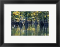 Bald Cypress Trees At Horseshoe Lake State Park, Illinois Fine Art Print