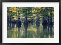 Bald Cypress Trees At Horseshoe Lake State Park, Illinois Fine Art Print