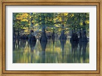 Bald Cypress Trees At Horseshoe Lake State Park, Illinois Fine Art Print