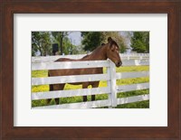 Horse At Fence, Kentucky Fine Art Print