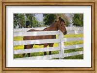 Horse At Fence, Kentucky Fine Art Print
