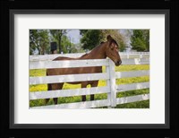 Horse At Fence, Kentucky Framed Print
