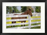 Horse At Fence, Kentucky Framed Print