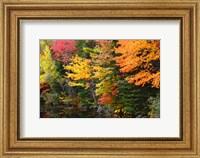 Autumn Trees Along The Sheepscot River, Maine Fine Art Print